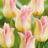 Tulipe à fleur de lys Elegant Lady