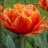 Tulipe double Icoon