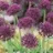 Allium Atropurpureum 2 bulbes