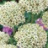 Allium Multibulbosum 3 bulbes