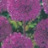 Allium Purple Sensation 4 bulbes