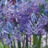 Camassia Quamash 8 bulbes
