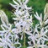 Camassia Cusikii 2 bulbes