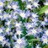 Chionodoxa bleu 10 bulbes