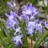 Chionodoxa bleu 10 bulbes