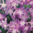 Chionodoxa rose 8 bulbes