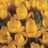 Crocus botanique Dorothy (orange)
