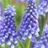 Muscari Bling Bling