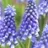 Muscari Bling Bling