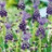 Muscari Comosum