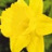 Narcisse Golden Harvest