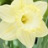 Narcisse Lemon Shake