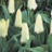 Tulipe Concerto 10 bulbes