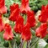 Tulipe Jules César 20 bulbes