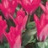 Tulipe Pink dwarf 7 bulbes