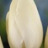 Tulipe Maureen