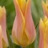 Tulipe à fleur de lis Marianne