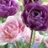 Tulipe double Angélique Lilac Perfection