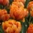 Tulipe double Orange Princess