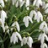 Perce Neige (Galanthus) 10 pièces