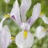 Iris Hollandica Carmen 10 bulbes