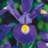Iris Hollandica Blue (bleu) 10 bulbes