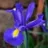 Iris Hollandica Blue (bleu) 10 bulbes