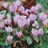 Cyclamen de Naples  - 1 bulbes