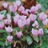Cyclamen de Naples  - 6 bulbes