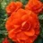 Bégonia tubéreux orange