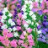 Campanule medium simple variée 600 graines