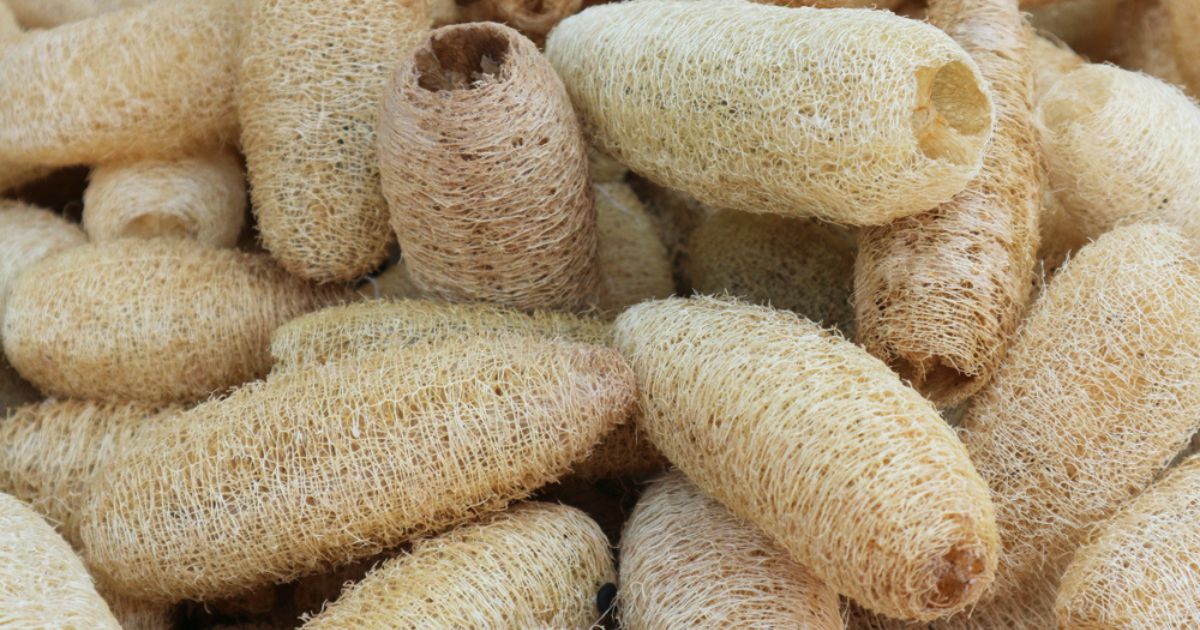 Graines De Luffa (10 Longues) - Pour Éponge Naturelle Et Légumes